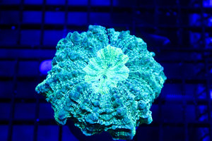 wholesale_coral - saltwater_fish saltwater_coral - rare corals - coralsdepot - Corals_Depot - live_corals - eye - catching - coral quality_marine_fish - quality - marine discoun