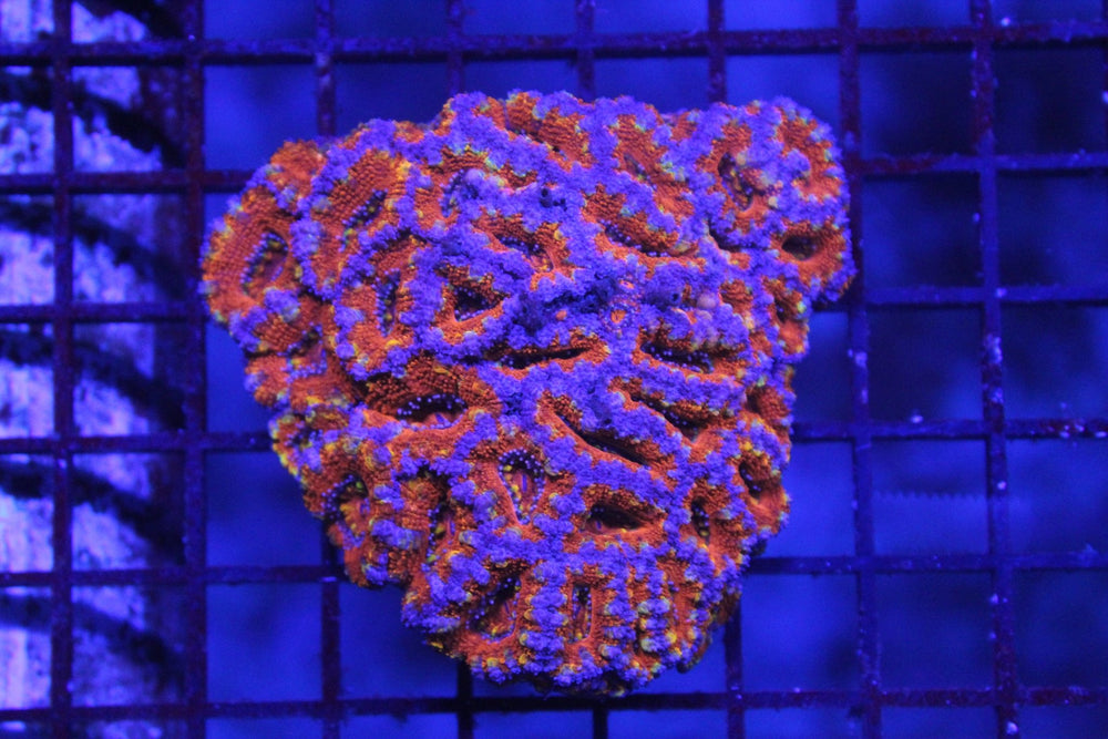 wholesale_coral - saltwater_fish saltwater_coral - rare corals - coralsdepot - Corals_Depot - live_corals - eye - catching - coral quality_marine_fish - quality - marine discoun