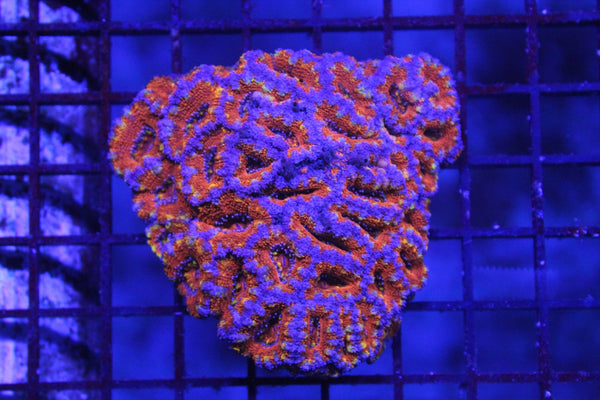 wholesale_coral - saltwater_fish saltwater_coral - rare corals - coralsdepot - Corals_Depot - live_corals - eye - catching - coral quality_marine_fish - quality - marine discoun
