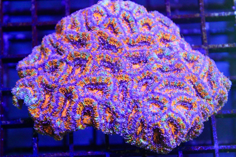 wholesale_coral - saltwater_fish saltwater_coral - rare corals - coralsdepot - Corals_Depot - live_corals - eye - catching - coral quality_marine_fish - quality - marine discoun