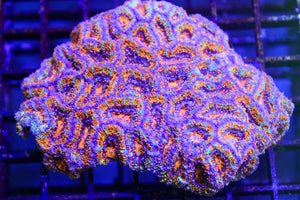 wholesale_coral - saltwater_fish saltwater_coral - rare corals - coralsdepot - Corals_Depot - live_corals - eye - catching - coral quality_marine_fish - quality - marine discoun