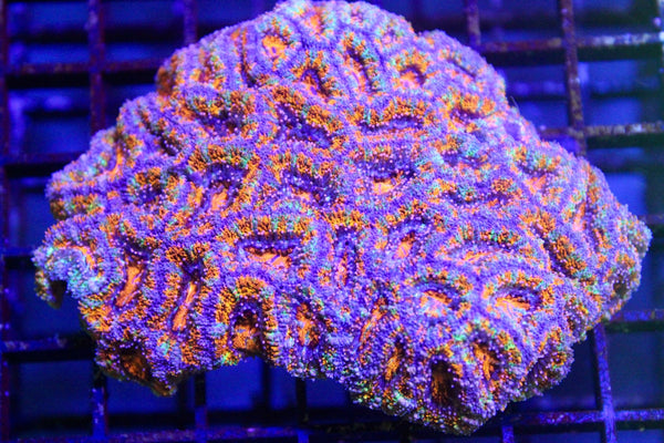 wholesale_coral - saltwater_fish saltwater_coral - rare corals - coralsdepot - Corals_Depot - live_corals - eye - catching - coral quality_marine_fish - quality - marine discoun