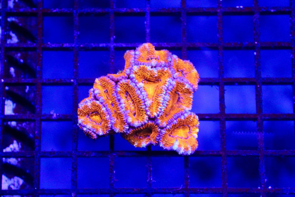 wholesale_coral - saltwater_fish saltwater_coral - rare corals - coralsdepot - Corals_Depot - live_corals - eye - catching - coral quality_marine_fish - quality - marine discoun
