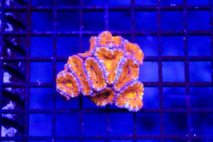 wholesale_coral - saltwater_fish saltwater_coral - rare corals - coralsdepot - Corals_Depot - live_corals - eye - catching - coral quality_marine_fish - quality - marine discoun