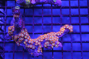 wholesale_coral - saltwater_fish saltwater_coral - rare corals - coralsdepot - Corals_Depot - live_corals - eye - catching - coral quality_marine_fish - quality - marine discoun