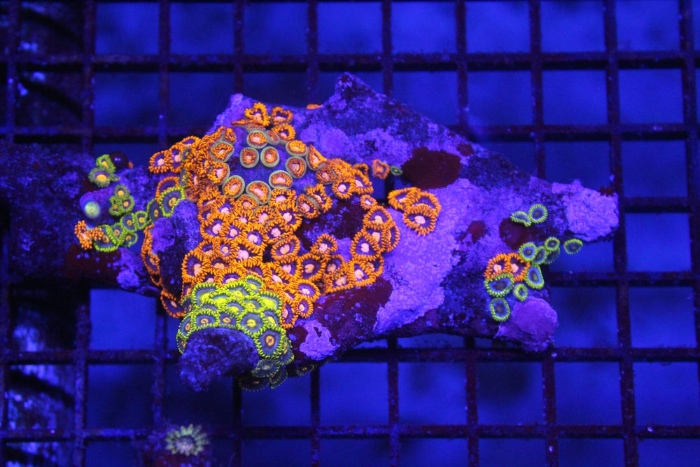 wholesale_coral - saltwater_fish saltwater_coral - rare corals - coralsdepot - Corals_Depot - live_corals - eye - catching - coral quality_marine_fish - quality - marine discoun