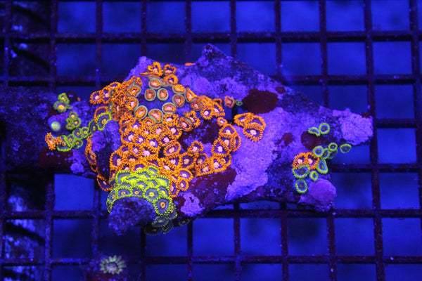 wholesale_coral - saltwater_fish saltwater_coral - rare corals - coralsdepot - Corals_Depot - live_corals - eye - catching - coral quality_marine_fish - quality - marine discoun