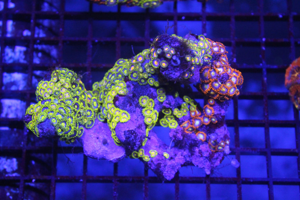 wholesale_coral - saltwater_fish saltwater_coral - rare corals - coralsdepot - Corals_Depot - live_corals - eye - catching - coral quality_marine_fish - quality - marine discoun