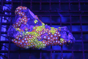 wholesale_coral - saltwater_fish saltwater_coral - rare corals - coralsdepot - Corals_Depot - live_corals - eye - catching - coral quality_marine_fish - quality - marine discoun