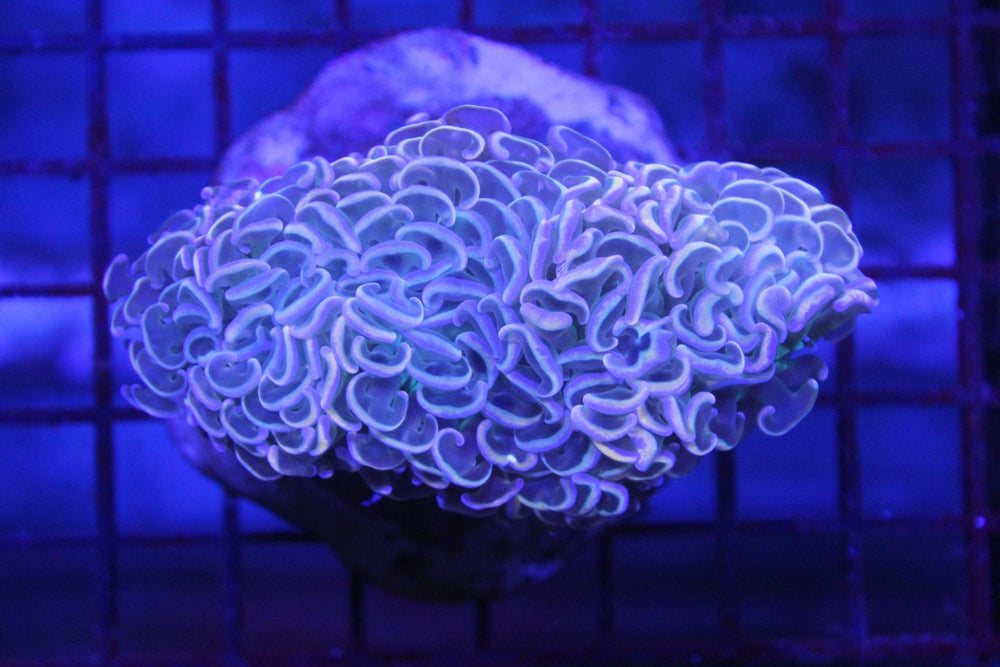 wholesale_coral - saltwater_fish saltwater_coral - rare corals - coralsdepot - Corals_Depot - live_corals - eye - catching - coral quality_marine_fish - quality - marine discoun