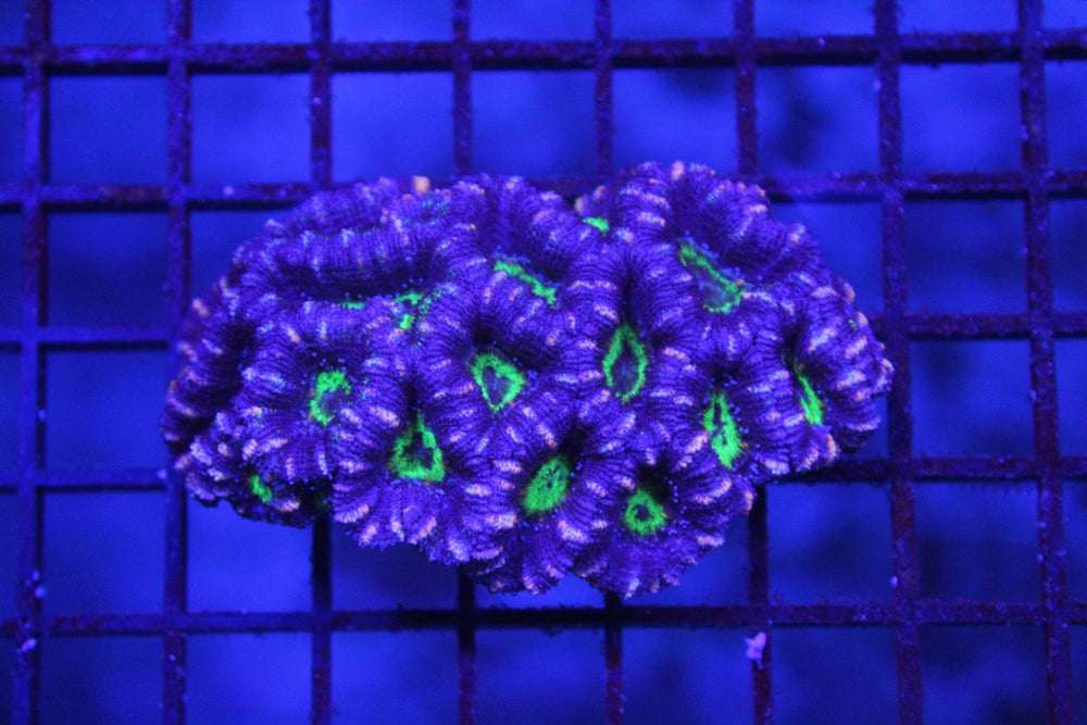 wholesale_coral - saltwater_fish saltwater_coral - rare corals - coralsdepot - Corals_Depot - live_corals - eye - catching - coral quality_marine_fish - quality - marine discoun