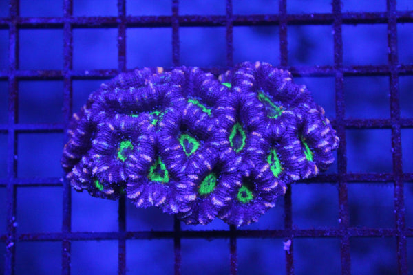 wholesale_coral - saltwater_fish saltwater_coral - rare corals - coralsdepot - Corals_Depot - live_corals - eye - catching - coral quality_marine_fish - quality - marine discoun