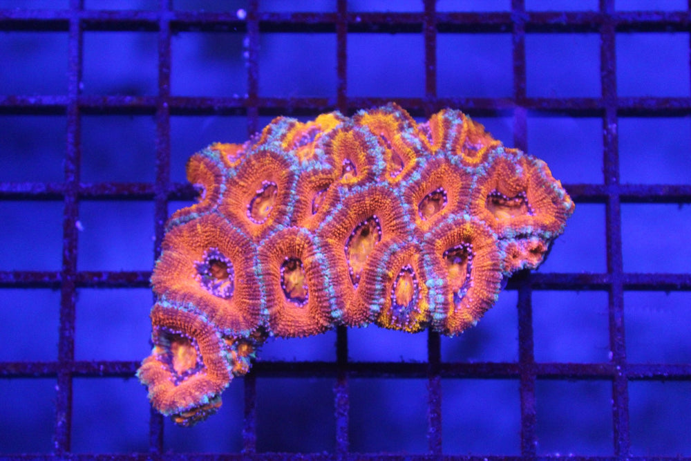 wholesale_coral - saltwater_fish saltwater_coral - rare corals - coralsdepot - Corals_Depot - live_corals - eye - catching - coral quality_marine_fish - quality - marine discoun