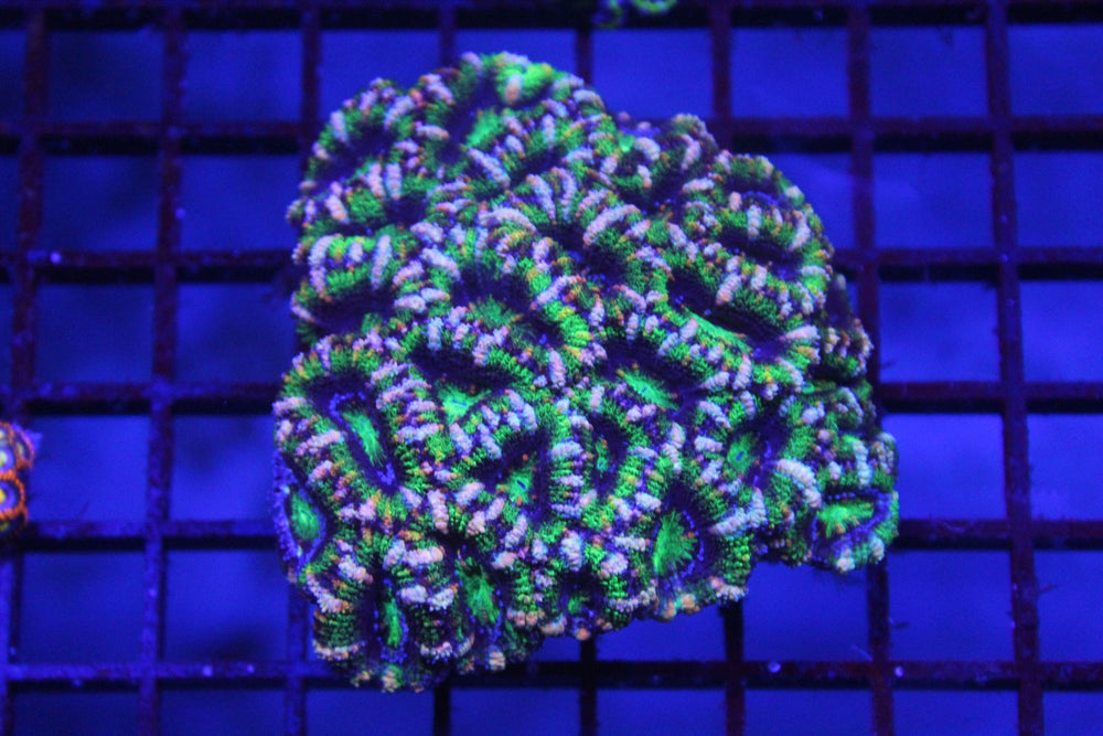 wholesale_coral - saltwater_fish saltwater_coral - rare corals - coralsdepot - Corals_Depot - live_corals - eye - catching - coral quality_marine_fish - quality - marine discoun