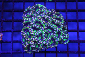 wholesale_coral - saltwater_fish saltwater_coral - rare corals - coralsdepot - Corals_Depot - live_corals - eye - catching - coral quality_marine_fish - quality - marine discoun