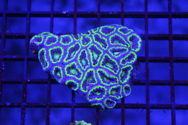 wholesale_coral - saltwater_fish saltwater_coral - rare corals - coralsdepot - Corals_Depot - live_corals - eye - catching - coral quality_marine_fish - quality - marine discoun