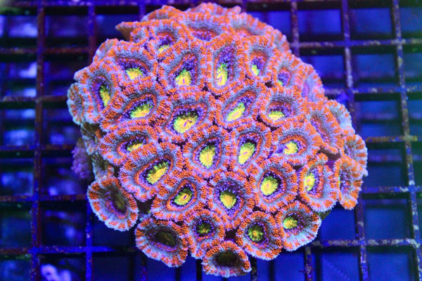 wholesale_coral - saltwater_fish saltwater_coral - rare corals - coralsdepot - Corals_Depot - live_corals - eye - catching - coral quality_marine_fish - quality - marine discoun