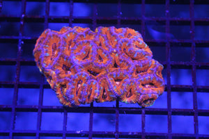 wholesale_coral - saltwater_fish saltwater_coral - rare corals - coralsdepot - Corals_Depot - live_corals - eye - catching - coral quality_marine_fish - quality - marine discoun
