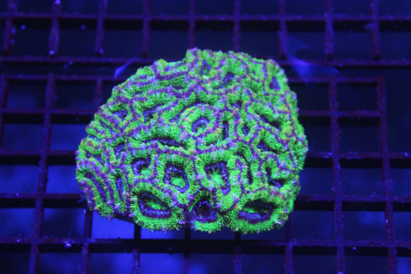 wholesale_coral - saltwater_fish saltwater_coral - rare corals - coralsdepot - Corals_Depot - live_corals - eye - catching - coral quality_marine_fish - quality - marine discoun
