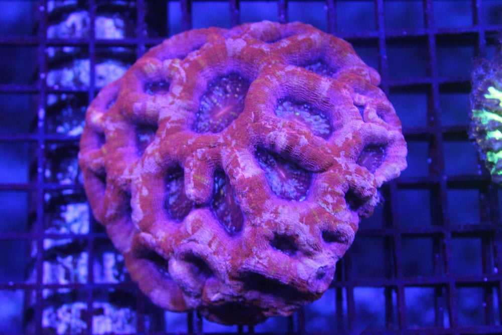 wholesale_coral - saltwater_fish saltwater_coral - rare corals - coralsdepot - Corals_Depot - live_corals - eye - catching - coral quality_marine_fish - quality - marine discoun