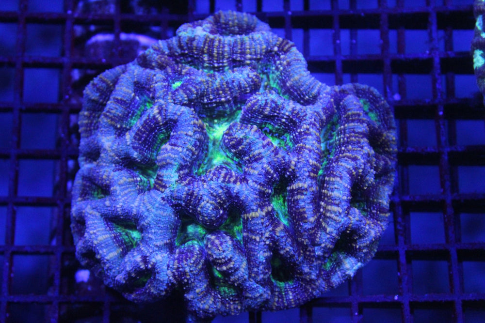 wholesale_coral - saltwater_fish saltwater_coral - rare corals - coralsdepot - Corals_Depot - live_corals - eye - catching - coral quality_marine_fish - quality - marine discoun