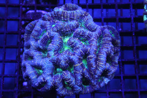 wholesale_coral - saltwater_fish saltwater_coral - rare corals - coralsdepot - Corals_Depot - live_corals - eye - catching - coral quality_marine_fish - quality - marine discoun