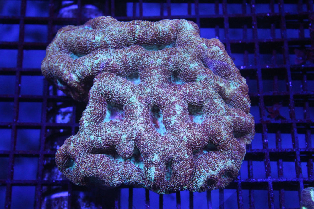 wholesale_coral - saltwater_fish saltwater_coral - rare corals - coralsdepot - Corals_Depot - live_corals - eye - catching - coral quality_marine_fish - quality - marine discoun