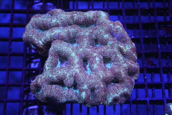 wholesale_coral - saltwater_fish saltwater_coral - rare corals - coralsdepot - Corals_Depot - live_corals - eye - catching - coral quality_marine_fish - quality - marine discoun