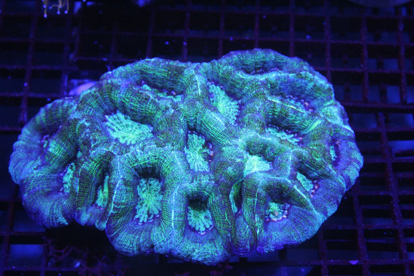 wholesale_coral - saltwater_fish saltwater_coral - rare corals - coralsdepot - Corals_Depot - live_corals - eye - catching - coral quality_marine_fish - quality - marine discoun