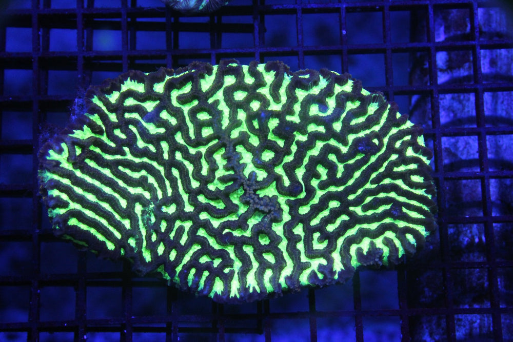 wholesale_coral - saltwater_fish saltwater_coral - rare corals - coralsdepot - Corals_Depot - live_corals - eye - catching - coral quality_marine_fish - quality - marine discoun