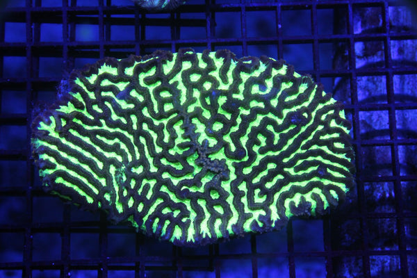 wholesale_coral - saltwater_fish saltwater_coral - rare corals - coralsdepot - Corals_Depot - live_corals - eye - catching - coral quality_marine_fish - quality - marine discoun