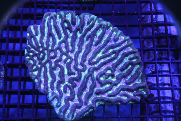 wholesale_coral - saltwater_fish saltwater_coral - rare corals - coralsdepot - Corals_Depot - live_corals - eye - catching - coral quality_marine_fish - quality - marine discoun