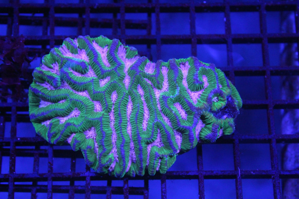 wholesale_coral - saltwater_fish saltwater_coral - rare corals - coralsdepot - Corals_Depot - live_corals - eye - catching - coral quality_marine_fish - quality - marine discoun