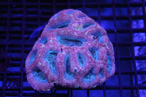 wholesale_coral - saltwater_fish saltwater_coral - rare corals - coralsdepot - Corals_Depot - live_corals - eye - catching - coral quality_marine_fish - quality - marine discoun