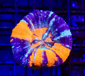 wholesale_coral - saltwater_fish saltwater_coral - rare corals - coralsdepot - Corals_Depot - live_corals - eye - catching - coral quality_marine_fish - quality - marine discoun