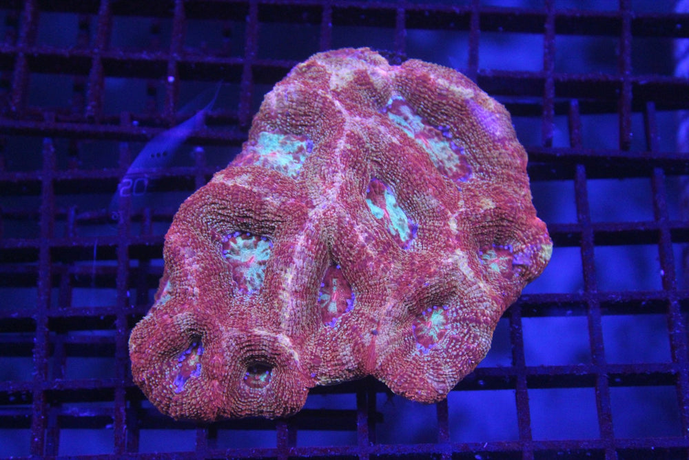 wholesale_coral - saltwater_fish saltwater_coral - rare corals - coralsdepot - Corals_Depot - live_corals - eye - catching - coral quality_marine_fish - quality - marine discoun