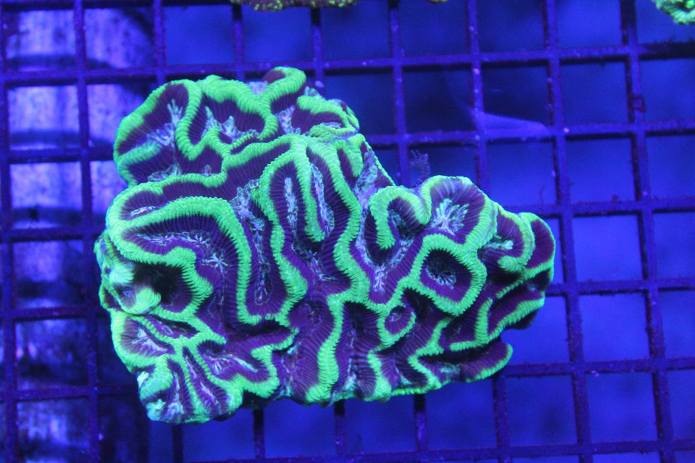 wholesale_coral - saltwater_fish saltwater_coral - rare corals - coralsdepot - Corals_Depot - live_corals - eye - catching - coral quality_marine_fish - quality - marine discoun