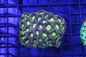 wholesale_coral - saltwater_fish saltwater_coral - rare corals - coralsdepot - Corals_Depot - live_corals - eye - catching - coral quality_marine_fish - quality - marine discoun