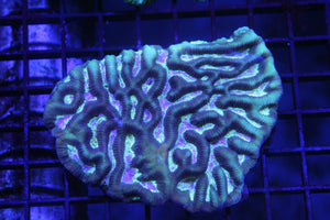 wholesale_coral - saltwater_fish saltwater_coral - rare corals - coralsdepot - Corals_Depot - live_corals - eye - catching - coral quality_marine_fish - quality - marine discoun