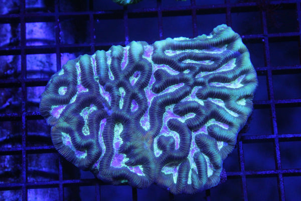 wholesale_coral - saltwater_fish saltwater_coral - rare corals - coralsdepot - Corals_Depot - live_corals - eye - catching - coral quality_marine_fish - quality - marine discoun