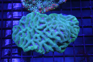 wholesale_coral - saltwater_fish saltwater_coral - rare corals - coralsdepot - Corals_Depot - live_corals - eye - catching - coral quality_marine_fish - quality - marine discoun