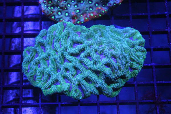 wholesale_coral - saltwater_fish saltwater_coral - rare corals - coralsdepot - Corals_Depot - live_corals - eye - catching - coral quality_marine_fish - quality - marine discoun