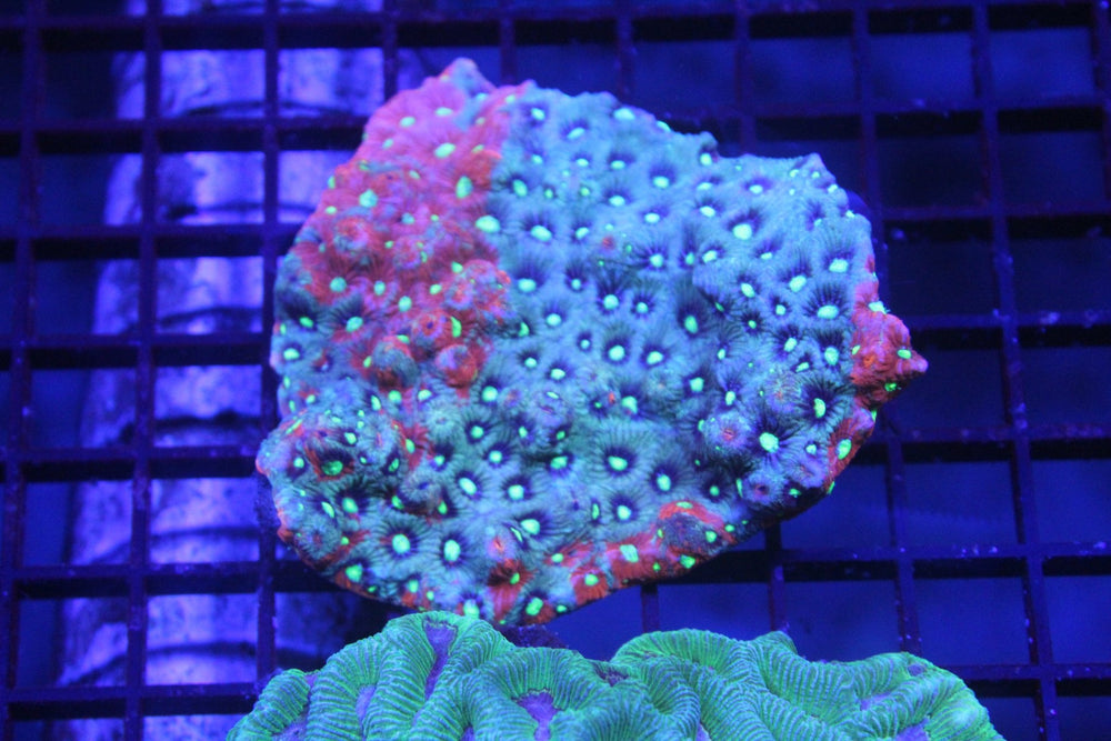 wholesale_coral - saltwater_fish saltwater_coral - rare corals - coralsdepot - Corals_Depot - live_corals - eye - catching - coral quality_marine_fish - quality - marine discoun