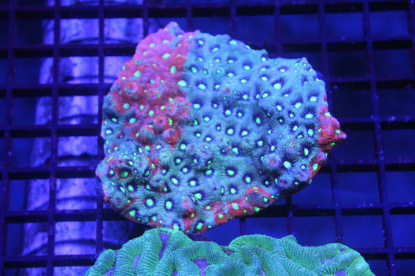 wholesale_coral - saltwater_fish saltwater_coral - rare corals - coralsdepot - Corals_Depot - live_corals - eye - catching - coral quality_marine_fish - quality - marine discoun
