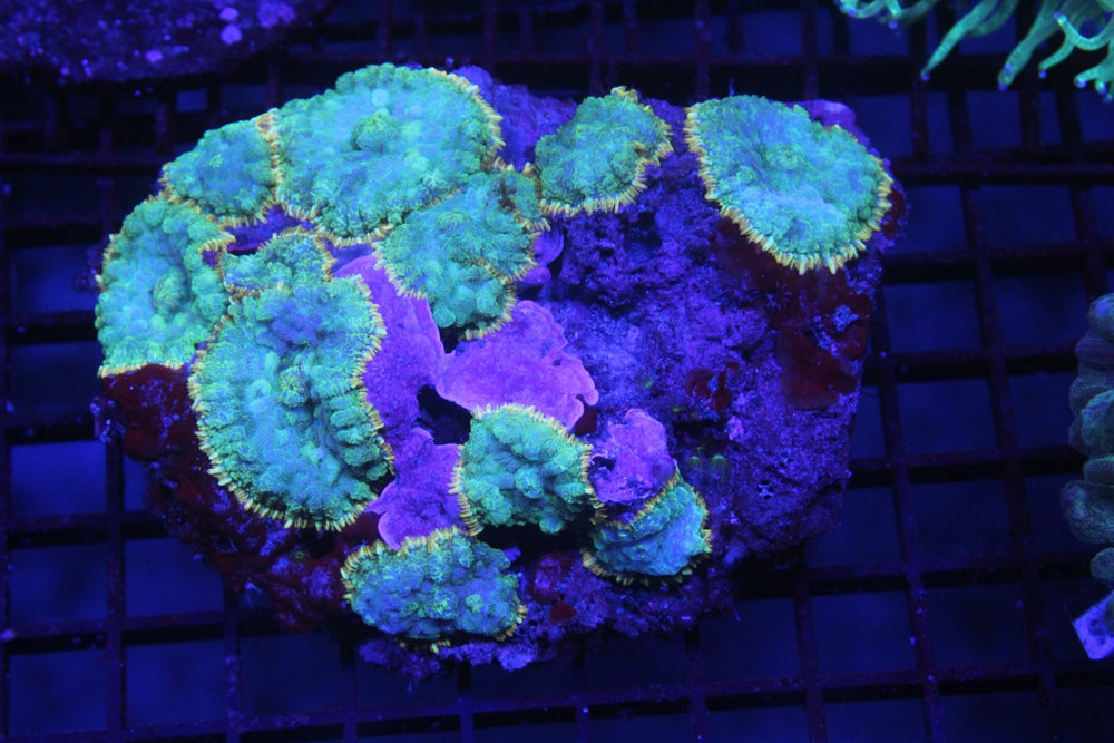 wholesale_coral - saltwater_fish saltwater_coral - rare corals - coralsdepot - Corals_Depot - live_corals - eye - catching - coral quality_marine_fish - quality - marine discoun