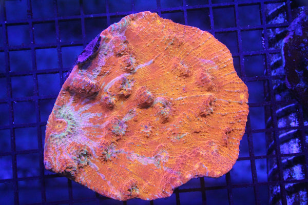 wholesale_coral - saltwater_fish saltwater_coral - rare corals - coralsdepot - Corals_Depot - live_corals - eye - catching - coral quality_marine_fish - quality - marine discoun