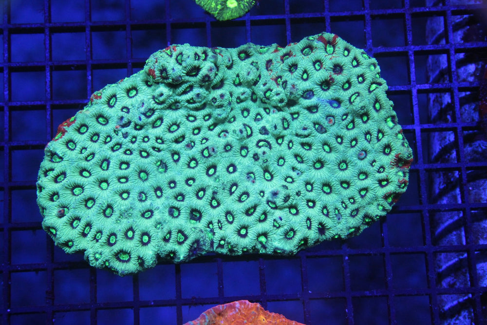 wholesale_coral - saltwater_fish saltwater_coral - rare corals - coralsdepot - Corals_Depot - live_corals - eye - catching - coral quality_marine_fish - quality - marine discoun
