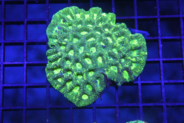 wholesale_coral - saltwater_fish saltwater_coral - rare corals - coralsdepot - Corals_Depot - live_corals - eye - catching - coral quality_marine_fish - quality - marine discoun
