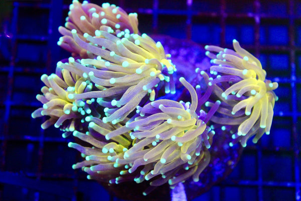 wholesale_coral - saltwater_fish saltwater_coral - rare corals - coralsdepot - Corals_Depot - live_corals - eye - catching - coral quality_marine_fish - quality - marine discoun
