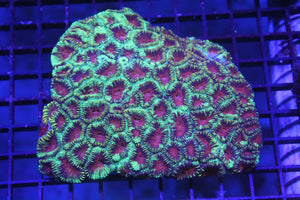 wholesale_coral - saltwater_fish saltwater_coral - rare corals - coralsdepot - Corals_Depot - live_corals - eye - catching - coral quality_marine_fish - quality - marine discoun